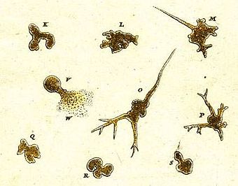 阿米巴原虫1755年绘像